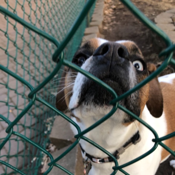 Meet your Posher, Taco - Picture 1 of 1